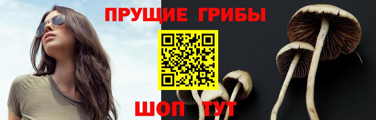 Галлюциногенные грибы Psilocybe Невинномысск
